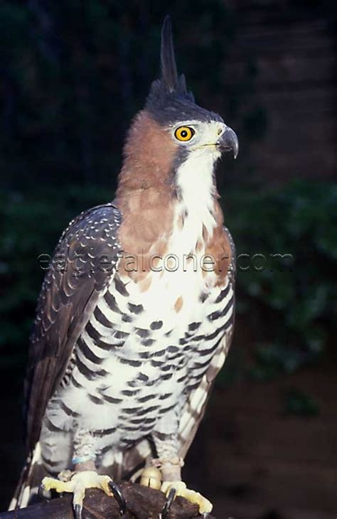 angel ornate hawk eagle female