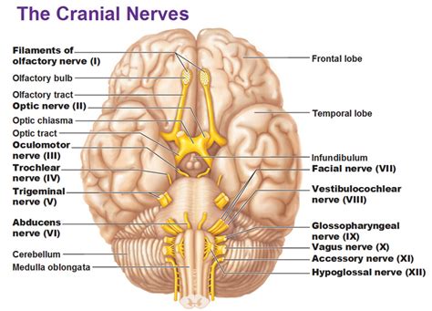 guide   cranial nerves stepwards