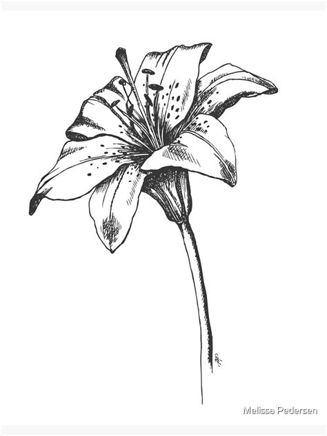 lily flower drawing art drawing skill