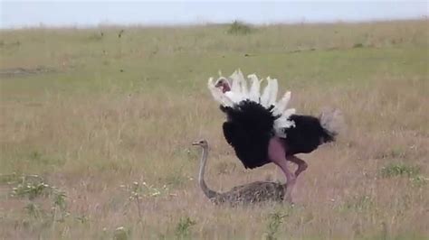 ostrich sex masai mara kenya youtube