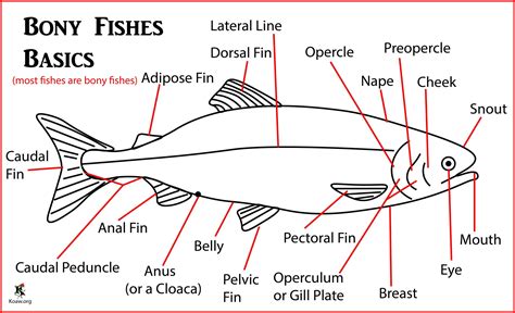 koaw illustrations fish identification morphology anatomy features facts  fishes koaw