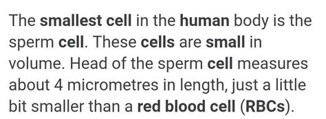 smallest cell  human body  rbc  wbc nephron