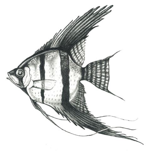 angelfish drawing drawn angelfish pencil pencil   color drawn