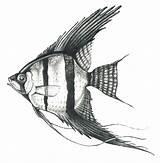 Angelfish Fische Bleistift Freshwater Besuchen Kissclipart sketch template