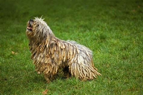 long haired dogs  gorgeous locks small  large breeds