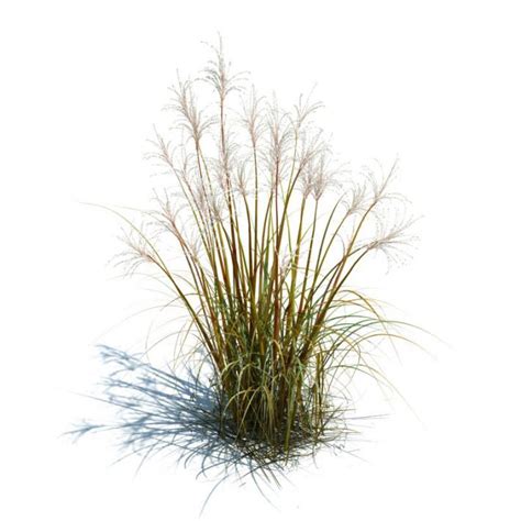 Tall Grass For Landscape 3d Model Grass Perennial Grasses Landscape