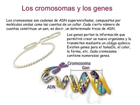 Cromosomas Y Genes