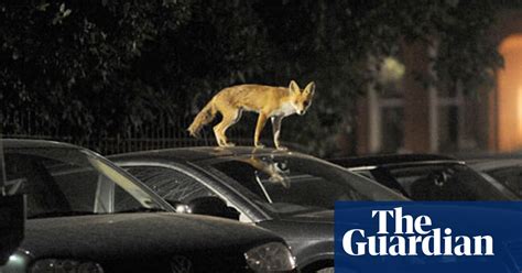 invasion of the urban foxes wildlife the guardian