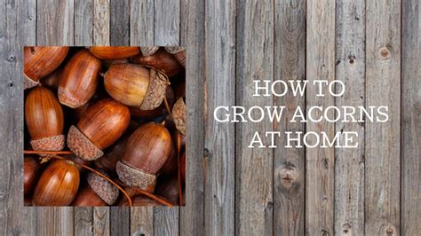 grow acorns  home  oak trees youtube