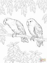 Supercoloring Eclectus Parrots Pappagalli Cif Pappagallo sketch template
