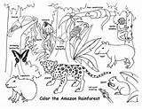 Rainforest Amazon Labeled Coloring Wildlife sketch template