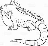 Iguana Drawing Outline Printable Paintingvalley Drawings sketch template