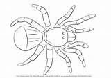 Spider Draw Trapdoor Drawing Step Arachnids Tutorials Drawingtutorials101 sketch template