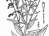 Sagebrush Artemisia Ludoviciana Coloring Flower Template Sagebud Absinthium Pages Sturm sketch template