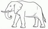 Sketsa Gajah Hewan Elephants Warnai Coloring Paud Lucu sketch template