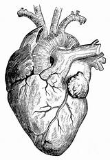 Heart Drawing Human Choose Board sketch template