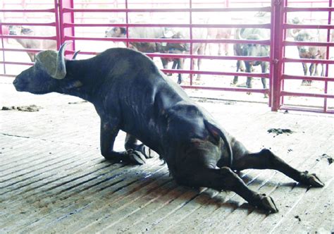 buffalo bull charging    elbows  knees  freshly  scientific