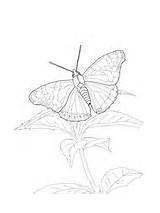 Butterfly Admiral Red Coloring Pages Ulysses Butterflies Drawing Printable sketch template