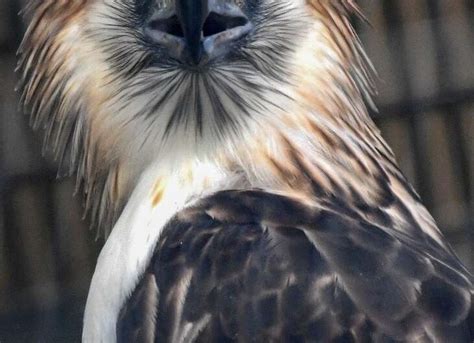 eagles  landed singapore shows  rare philippine raptors