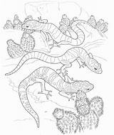Lizard Coloring Pages Coloring2print sketch template
