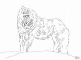 Mandrill Coloring Pages Monkey Printable Drawing Designlooter Skip Main Drawings Getdrawings 2048 93kb 1536px sketch template