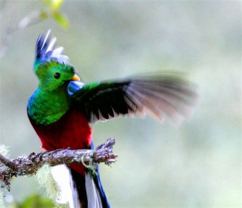 imagenes de pajaros quetzales