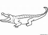 Amphibians Reptiles Coloring Pages sketch template