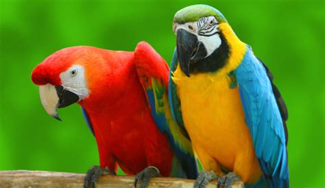 studio floral dora santoro parrot jungle