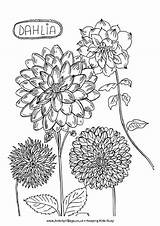 Coloring Colouring Pages Dahlia Flower Dalia Flowers Drawing Activityvillage Doodle Adult Hollyhocks Nature Doodles Blank Da Summer Print Tattoo 06kb sketch template