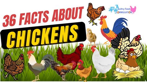 36 Amazing Facts About Chickens You Need To Know Hd Quality Youtube