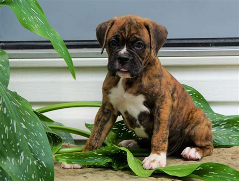 akc registered boxer puppy  sale baltic  male gus ac puppies llc