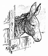 Donkey Domesticated Engraving Asinus Vulgaris Africanus sketch template