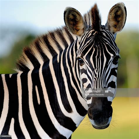 close  zebra zebras african animals animals wild