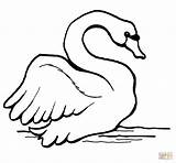 Swan Swans Cigni Cigno Pagine Fresco sketch template