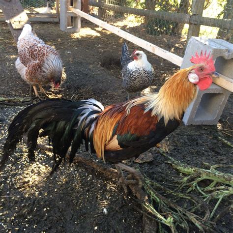Phoenix Crosses Backyard Chickens Learn How To Raise Chickens
