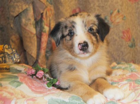 Shamrock Rose Aussies Update We Have Puppies Born 5 3 16 Out Of