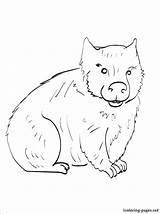 Coloring Wombat Dingo Print Pages Drawing Getcolorings Designlooter Getdrawings 750px 22kb sketch template