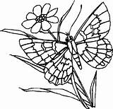 Farfalle sketch template