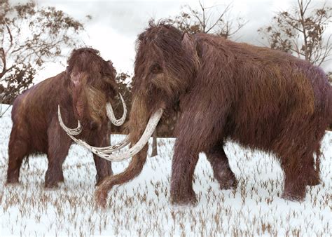 firm raises   bring  woolly mammoth  extinction articles