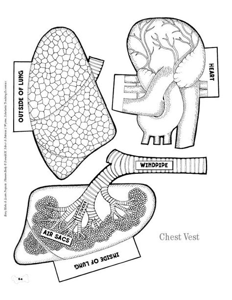 human heart diagram outline clip art library