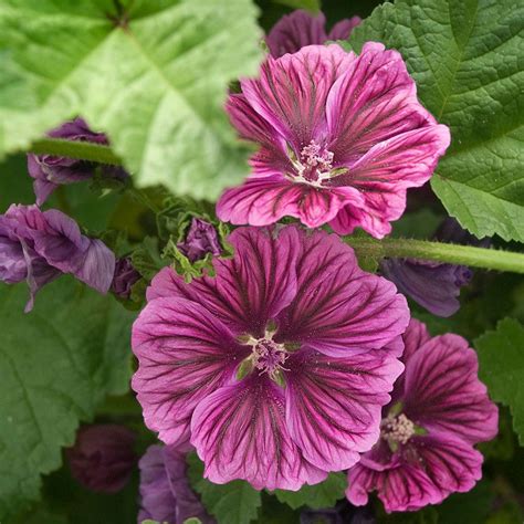 this malvia is easy to grow and so pretty too flowers perennials flowers purple satin