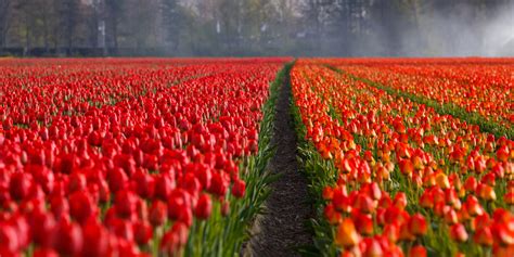 red tulip fields  holland netherlands image  stock photo public domain photo cc images