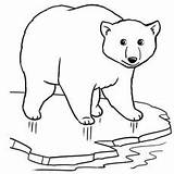 Polar Bear Coloring Pages Ice Cute Printable Sleeping Ones Little Top Hunting Man sketch template