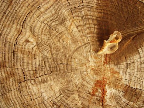 tree ring  photo  freeimages