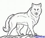 Wolf Coloring Pages Printable Drawings Outline Step Draw Sheets Gray Kids Drawing Print Choose Board sketch template