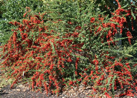 bushes  red berries offer winter garden color mississippi state