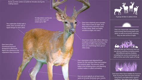 The Private Life Of Deer Infographic Learn About The