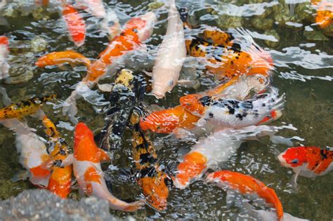 images water underwater animals goldfish fish pond marine