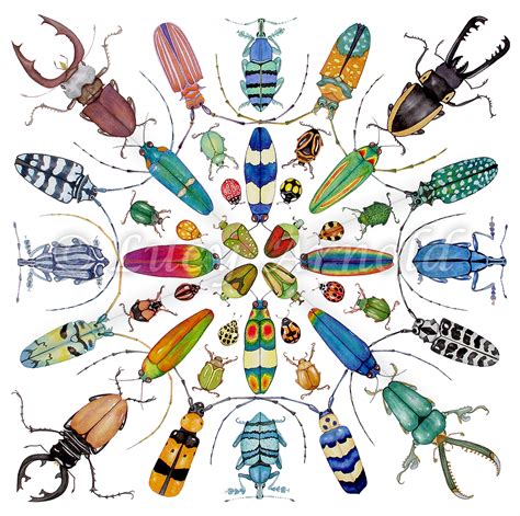 insect art beetle art bug art