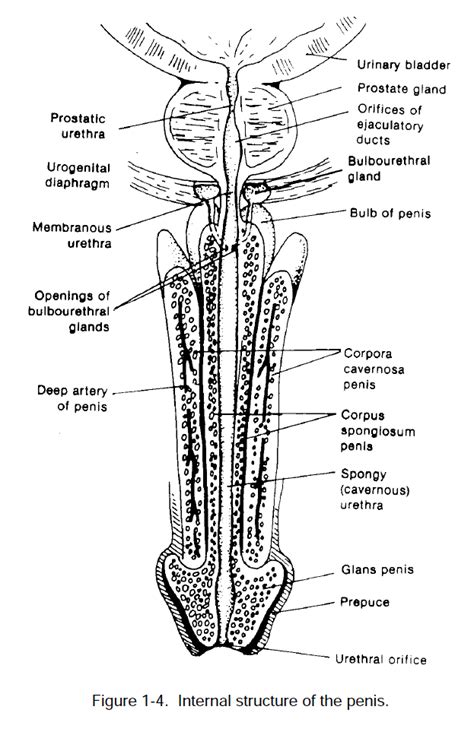 internal structure of the penis sex movies pron